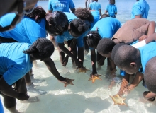Starfish research and handling by whole group